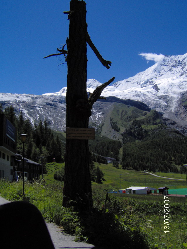 Gekpfter Baum